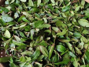 {{brizy_dc_image_alt entityId=