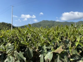 {{brizy_dc_image_alt entityId=